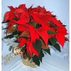 Huge Poinsettia