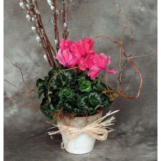 Spring Cyclamen