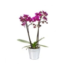 Orchid 2 Branches