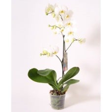 Orchid