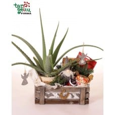 Aloe vera and honey