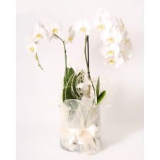 Arrangement ORCHID DREAM (Medium)