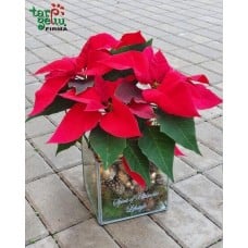 POINSETTIA