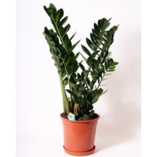 Zamioculcas