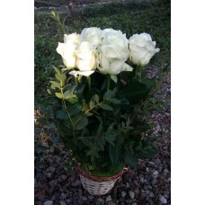 11 White Roses Arrangement in a Basket