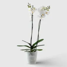 White Orchid Plant