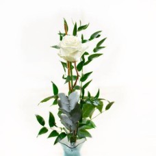 Cream Surprise - rose