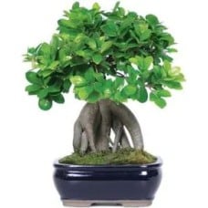 Bonsai (Classic Composition)
