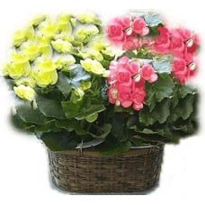 Begonia bis (Classic Composition)