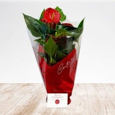 Anthurium Heart Flower
