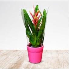 Bromeliad