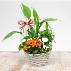 Basket green plants