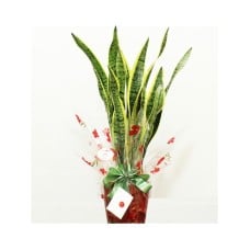 Sansevieria