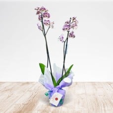 Orchid 2 sticks (Normal)