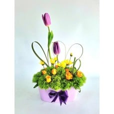 TULI002-TULIPS