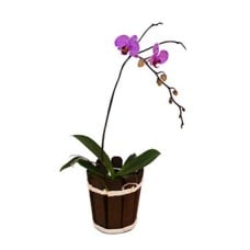 Orchid