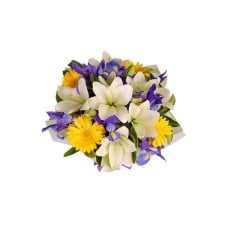 Dream of Iris