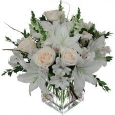 White Dream
