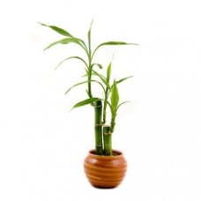 Lucky Bamboo