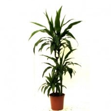 Dracaena in a pot