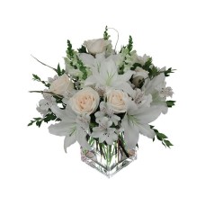 White Dream