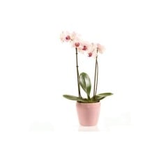 Delicate Bloom