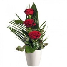 Trio Roses