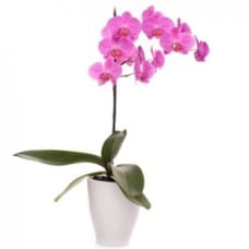 Orchid