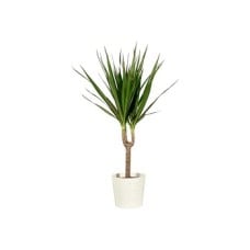 Dracena - 1