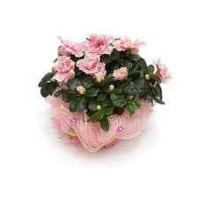 Pink Azalea potted plant
