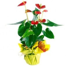Anthurium potted plant