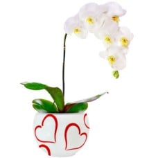 White Orchid in pot