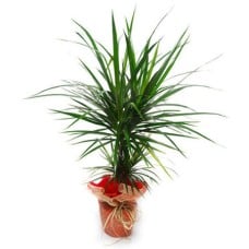 Dracaena
