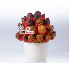 Chocolate Dream (Small)