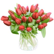 red tulip