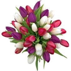 Bouquet of white and purple tulips