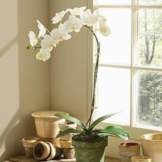 White orchid
