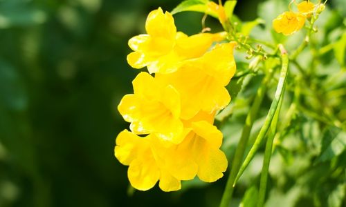 Yellow flowers