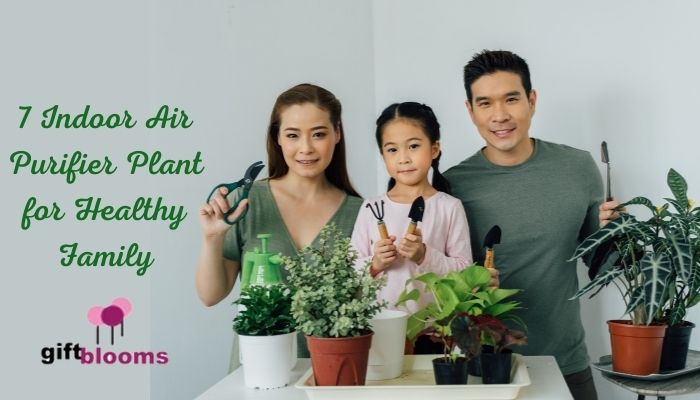 7 Indoor Air Purifier Plant for Healthy Family