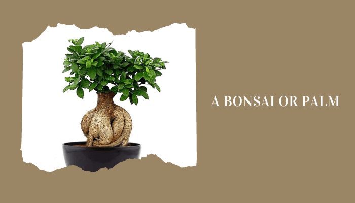 A bonsai or palm