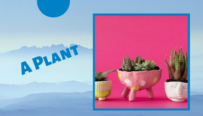 A Plant