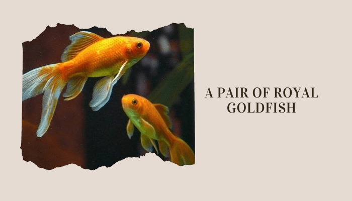 A pair of royal goldfish