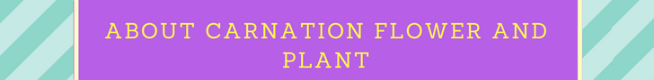 About Carnation Flower and Plant About Carnation Flower and Plant