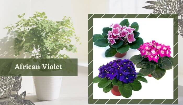 African Violet
