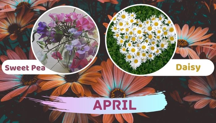 April: Sweet Pea and Daisies