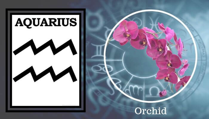 Flower: Orchid