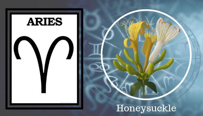 Flower: Honeysuckle