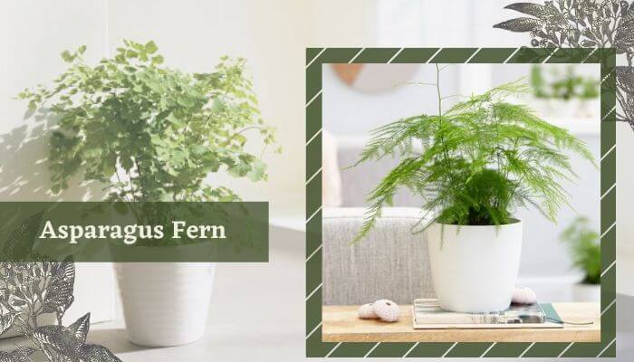 Asparagus Fern