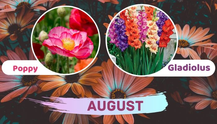 August: Poppy and Gladiolus