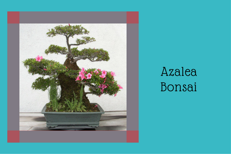 Azalea Bonsai